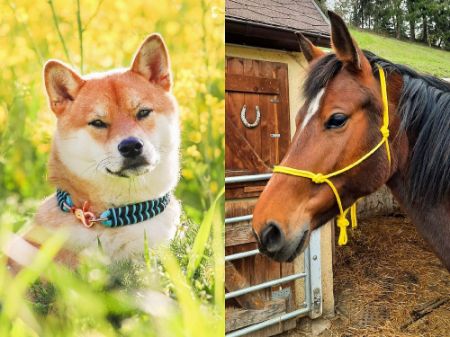 Bild für Kategorie Hund und Pferd